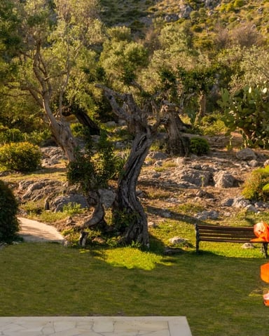 Mediterranean garden with gnarled olive trees, red flowers, wooden bench, and manicured lawn surrounded by rocky hillside