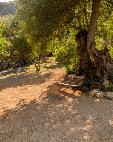 Shaded garden path with wooden bench beneath ancient olive tree, rocky mountains visible in background